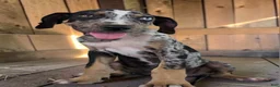 Catahoula Leopard Dog dogs for sale: Tigger 2026 Male 3 - Ad 7
