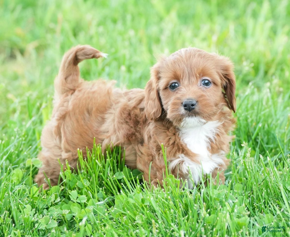 Cavapoo dogs Natasha - Ad 1