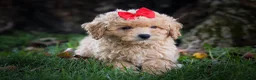 Bichpoo dogs for sale: Nixie🩷  - Ad 6