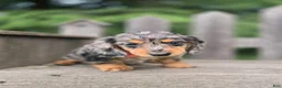 Miniature Dachshund dogs for sale: Bailey - Ad 2
