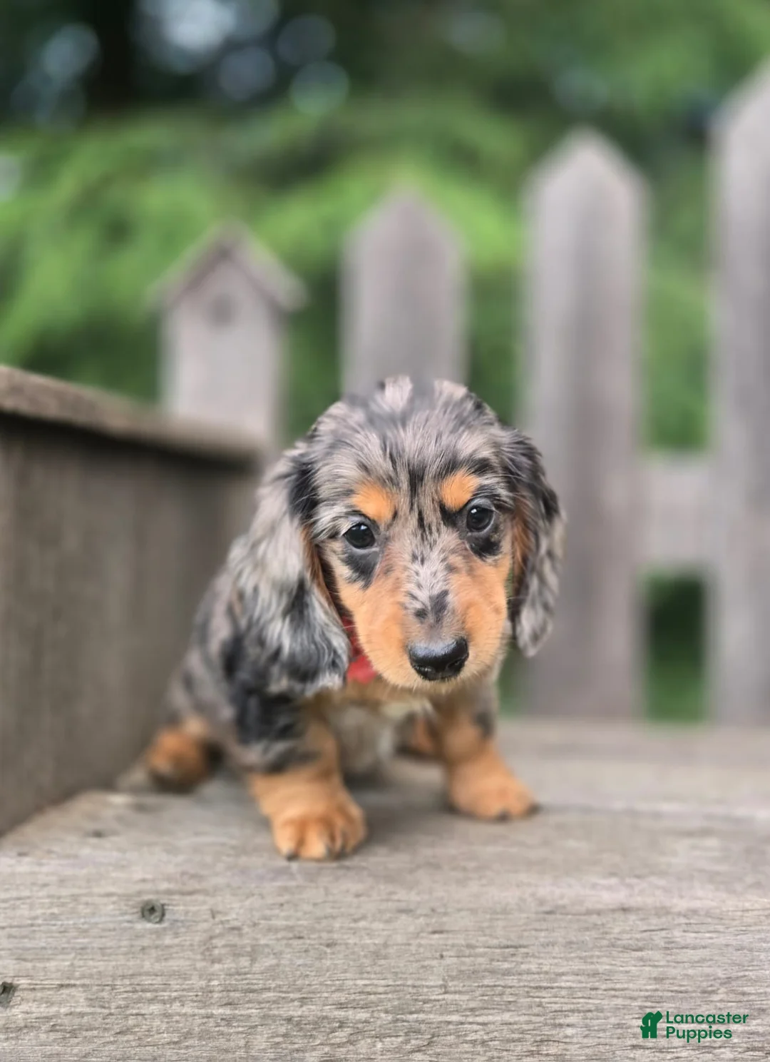 Miniature Dachshund dogs for sale: Bailey - Ad 2
