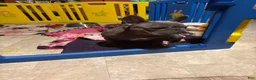 French Bulldog dogs for sale: French Bulldog 1 - Ad 16