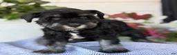 Miniature Schnauzer dogs for sale: Lin - Ad 5