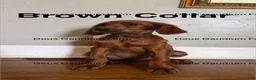 Irish Setter dogs for sale: Callum  - Ad 3
