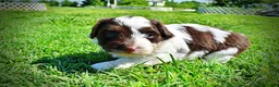 Havapoo dogs for sale: Teddy - Ad 10