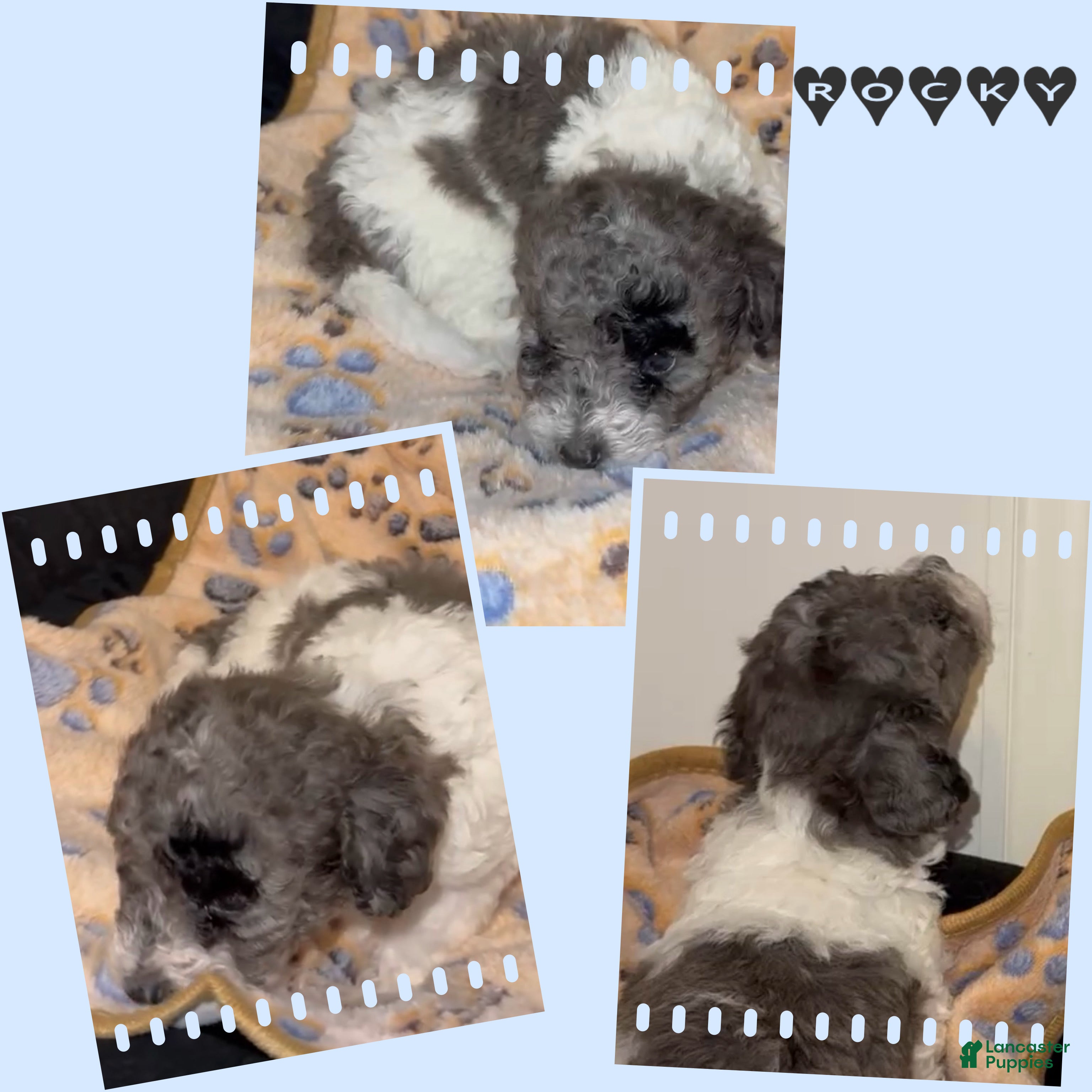 Miniature Poodle dogs Miniature Poodle 1 - Ad 2