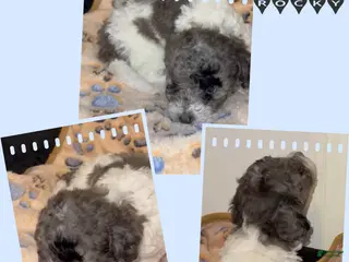 Miniature Poodle dogs Miniature Poodle 1 - Ad 2