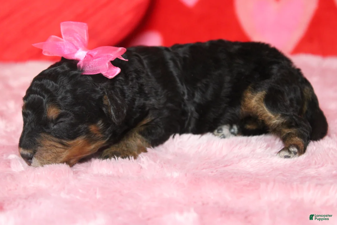 Mixed Breed dogs for sale: Sweetheart  - Ad 5