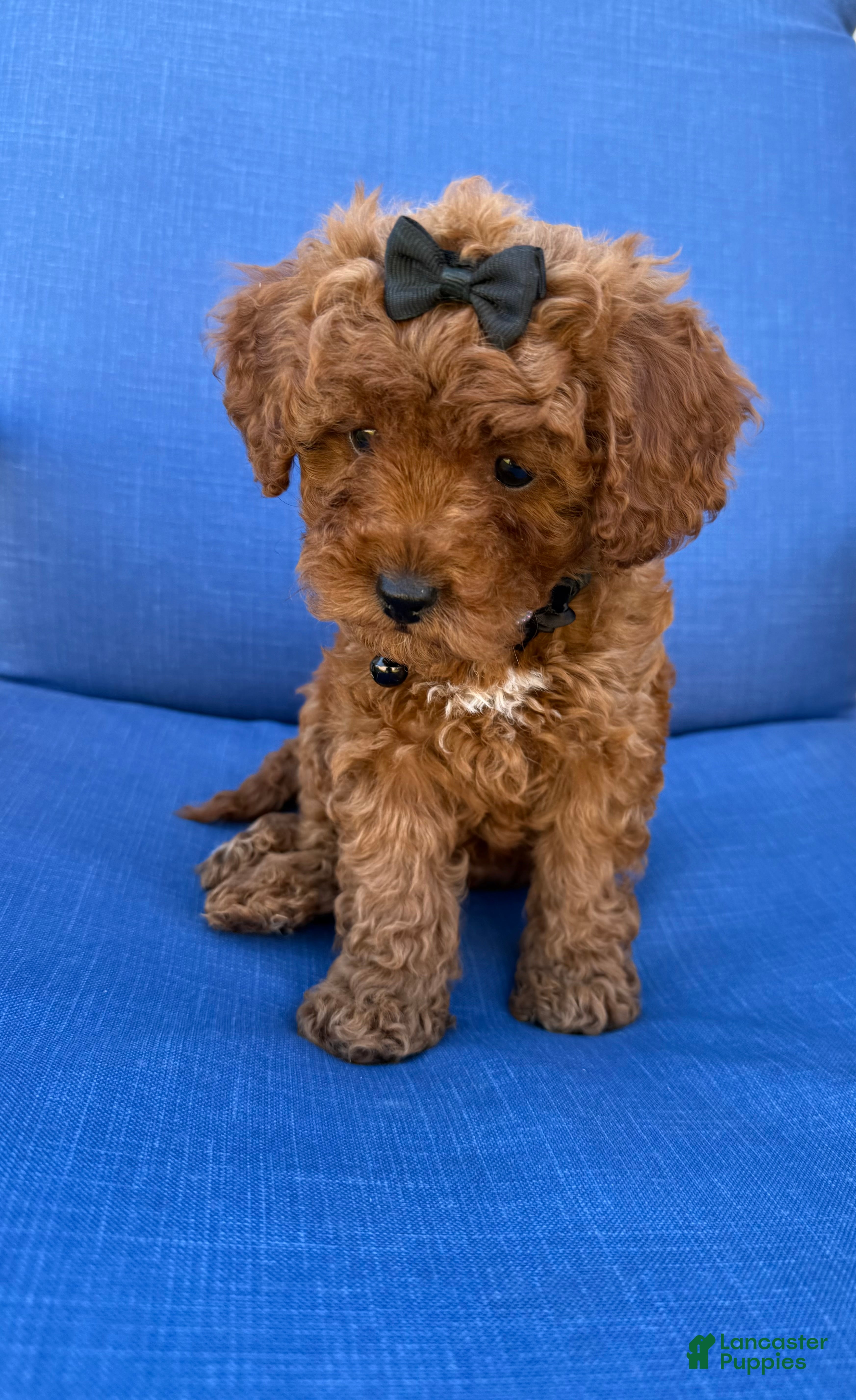 Cavapoo Puppies for sale in Texas Lancaster Puppies