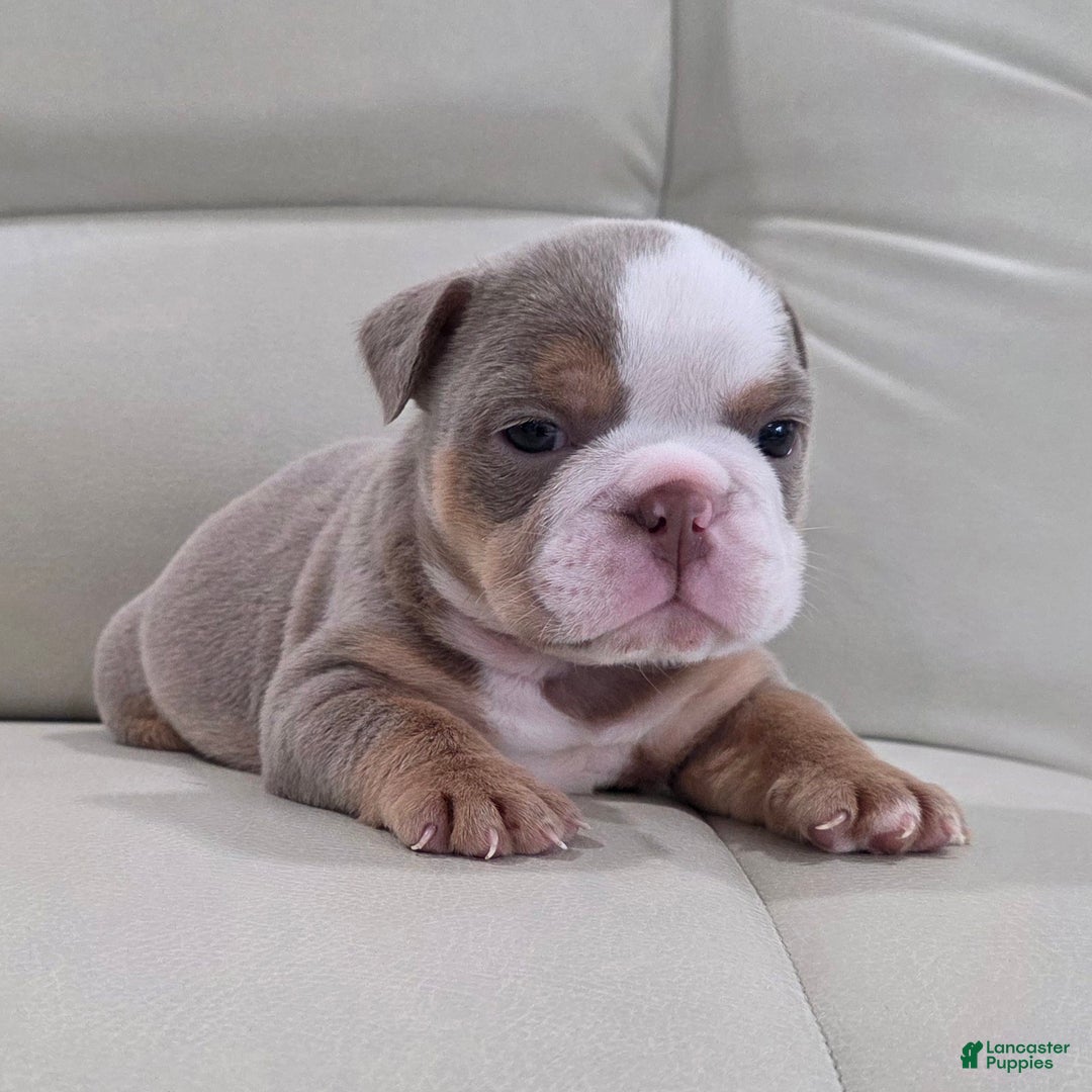 English Bulldog dogs for sale: Anna - Ad 6