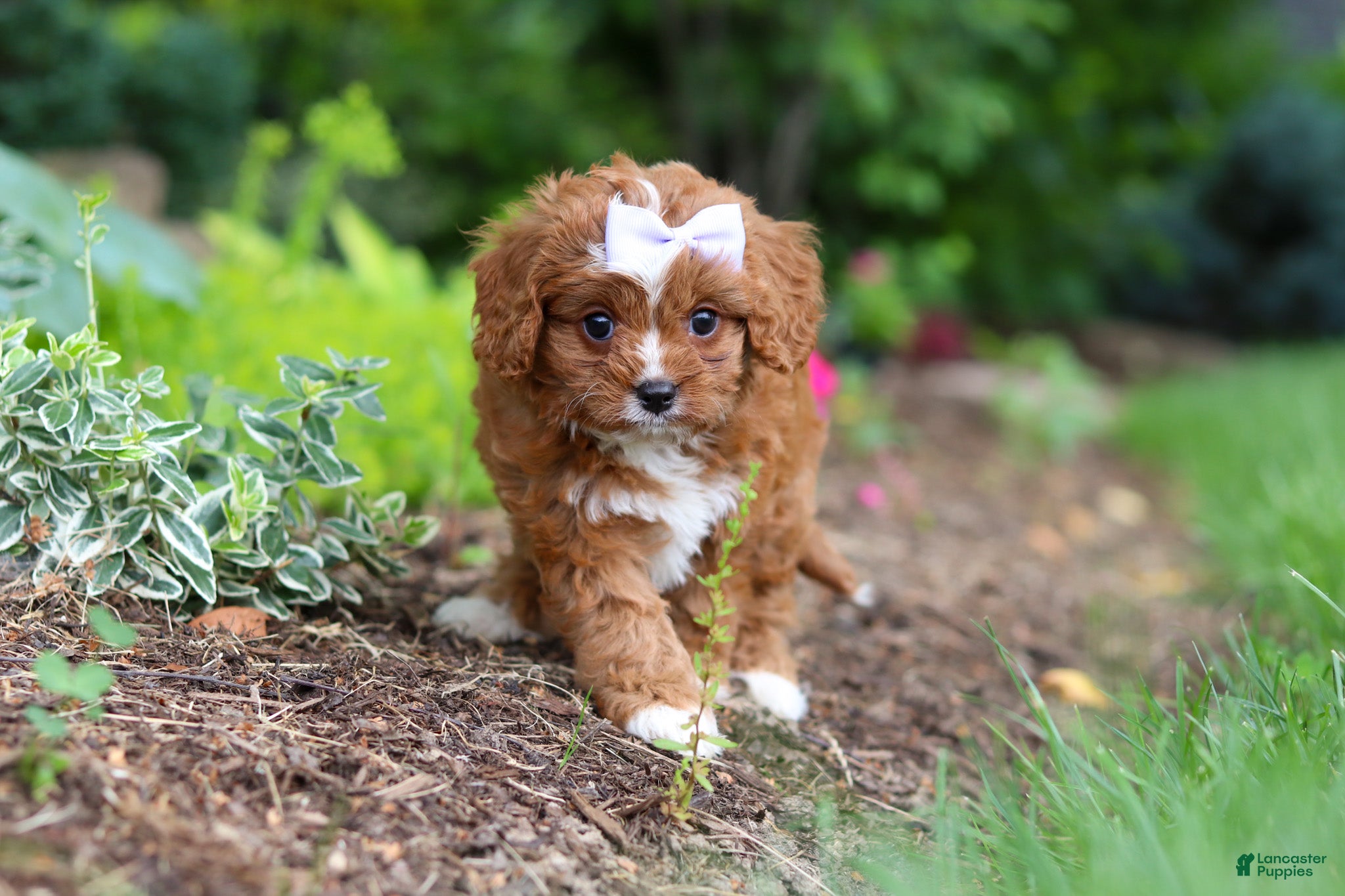 Cavapoo dogs Gracie - Ad 2