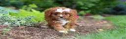 Cavapoo dogs for sale: Gracie - Ad 2