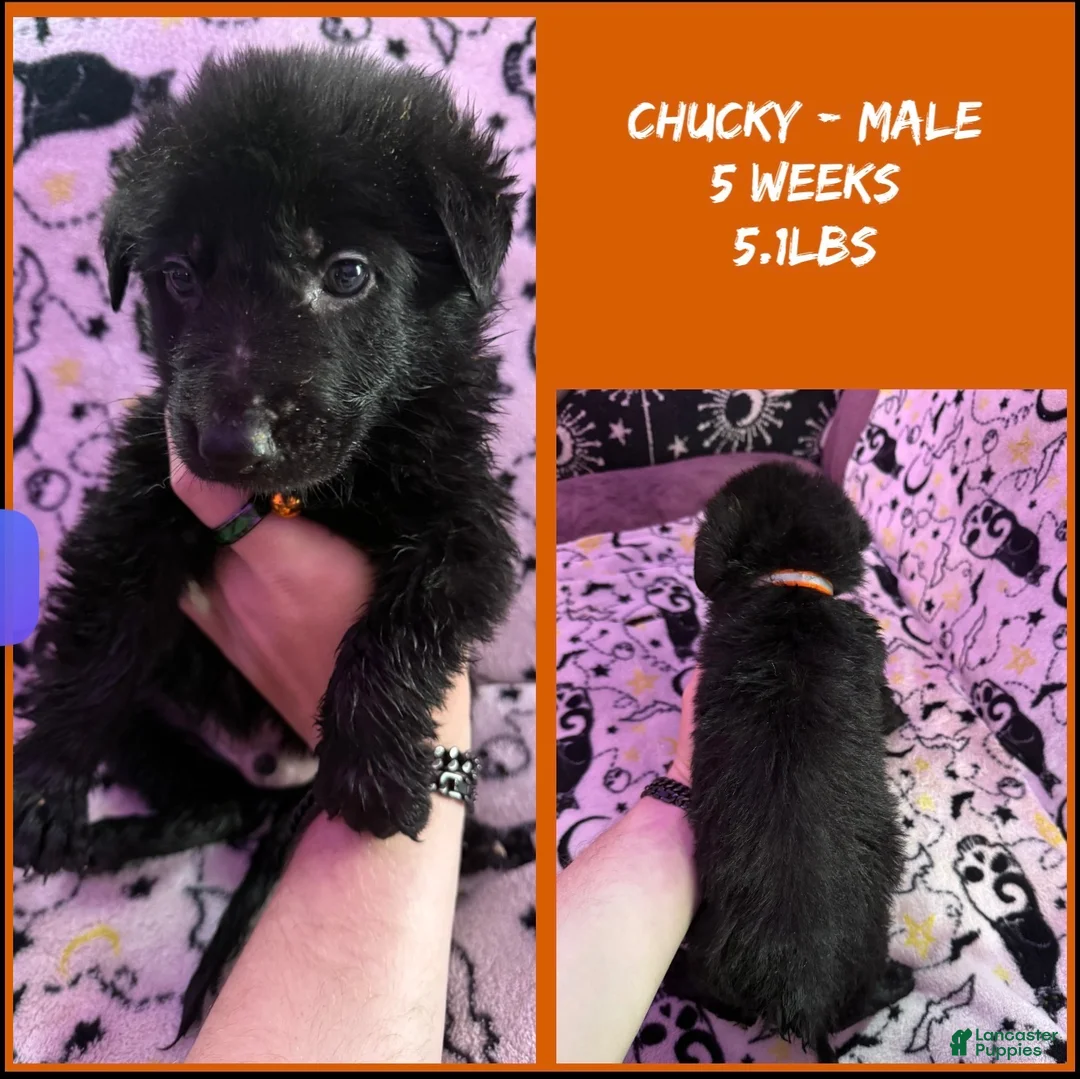 German Shepherd dogs for sale: German Shepherd 3 - Ad 1
