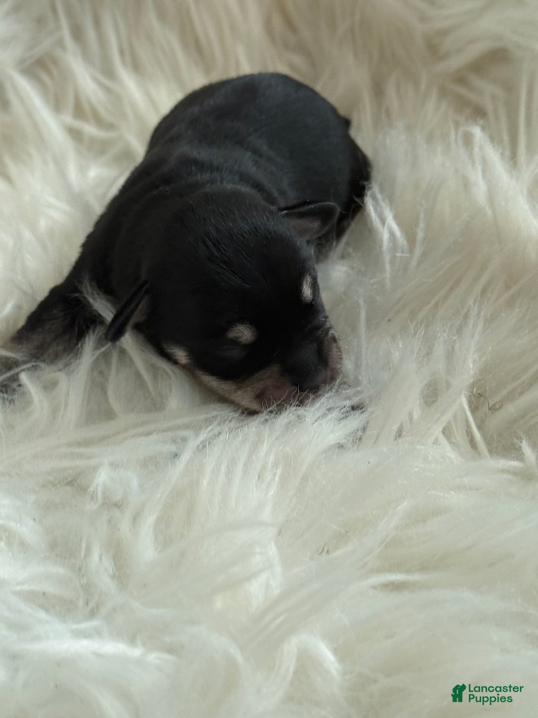 Miniature Schnauzer dogs for sale: Miniature Schnauzer Puppy 3 - Ad 9