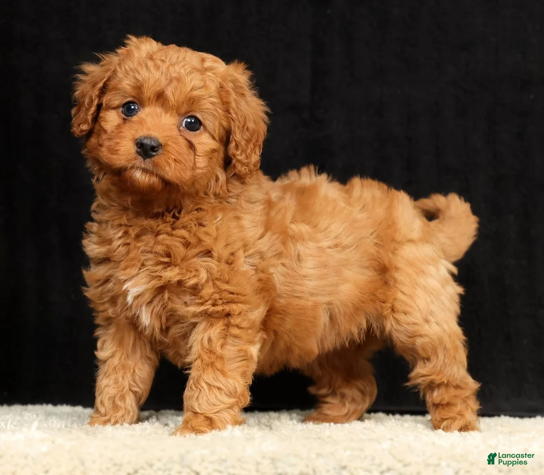 Cavapoo dogs for sale: Sadie - Ad 1