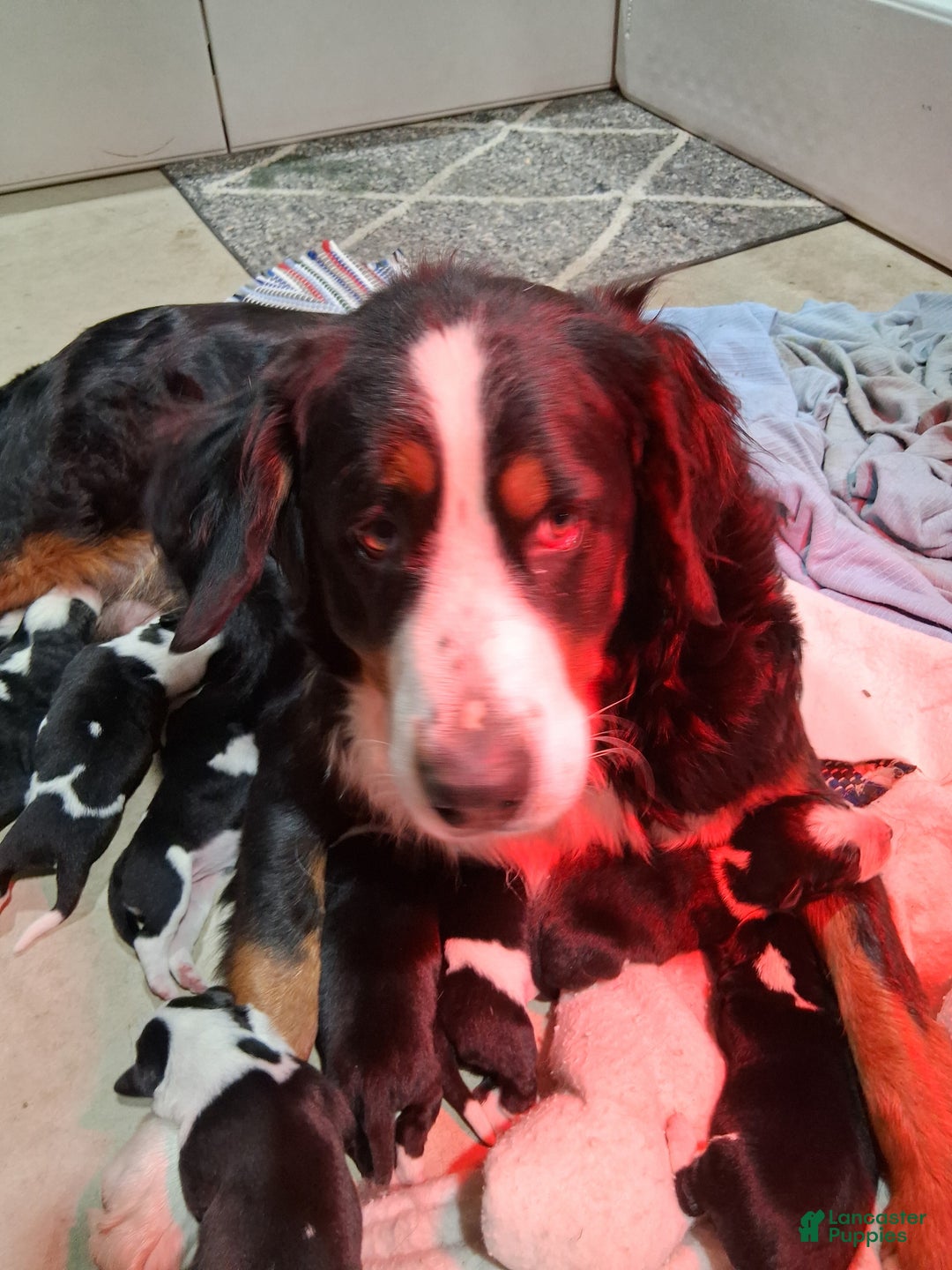 Mixed Breed dogs for sale: Elsa - Ad 4