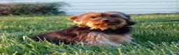 Yorkshire Terrier dogs for sale: Ty - Ad 6