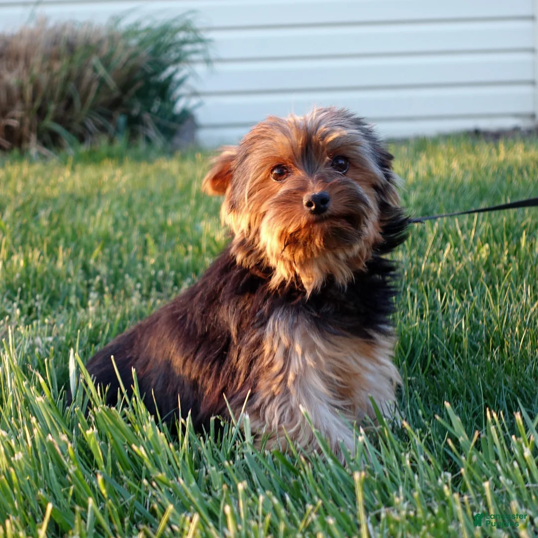 Yorkshire Terrier dogs for sale: Ty - Ad 6