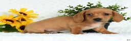 Miniature Dachshund dogs for sale: Toby Short Hair - Ad 5