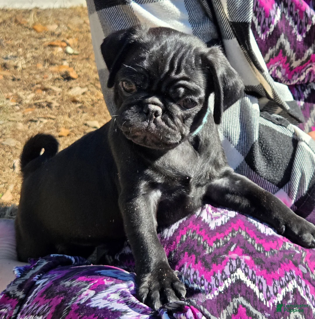 Pug dogs for sale: Archie  - Ad 4