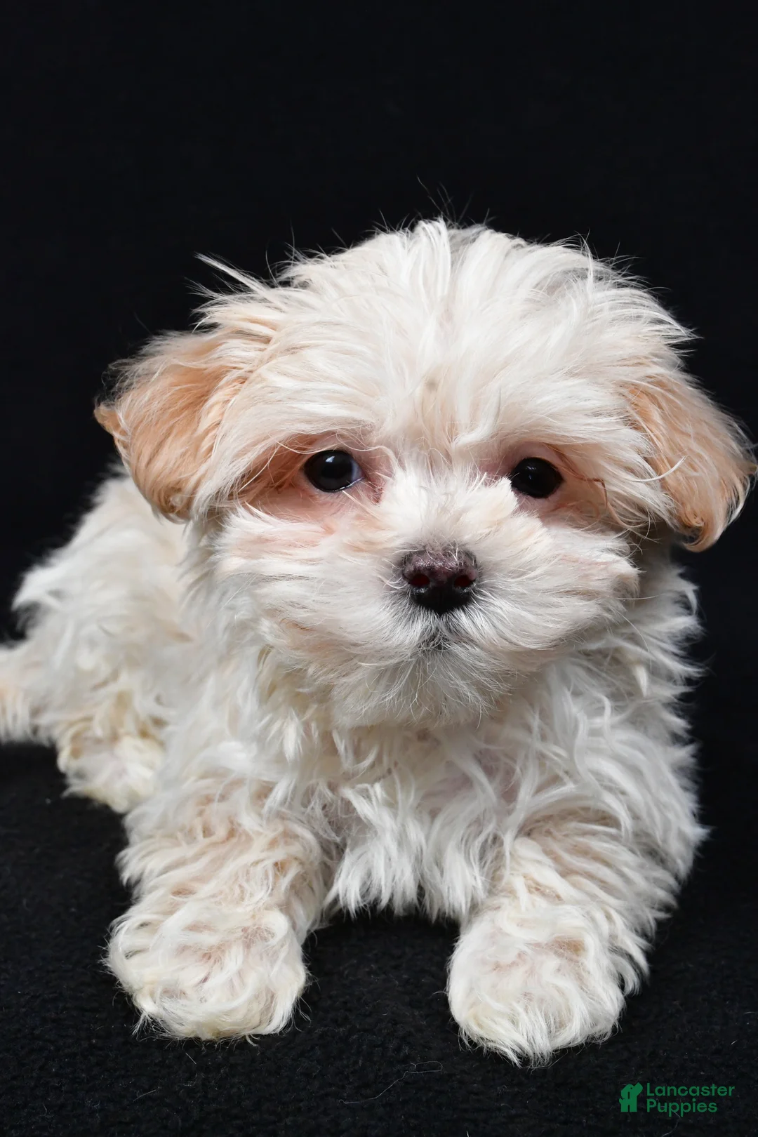 Maltipoo dogs for sale: Kaden - Ad 4