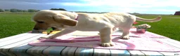 Labrador Retriever dogs for sale: Labrador Retriever 3 Skye - Ad 4