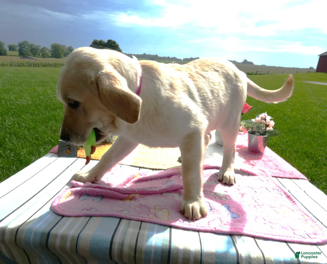 Labrador Retriever dogs for sale: Labrador Retriever 3 Skye - Ad 4