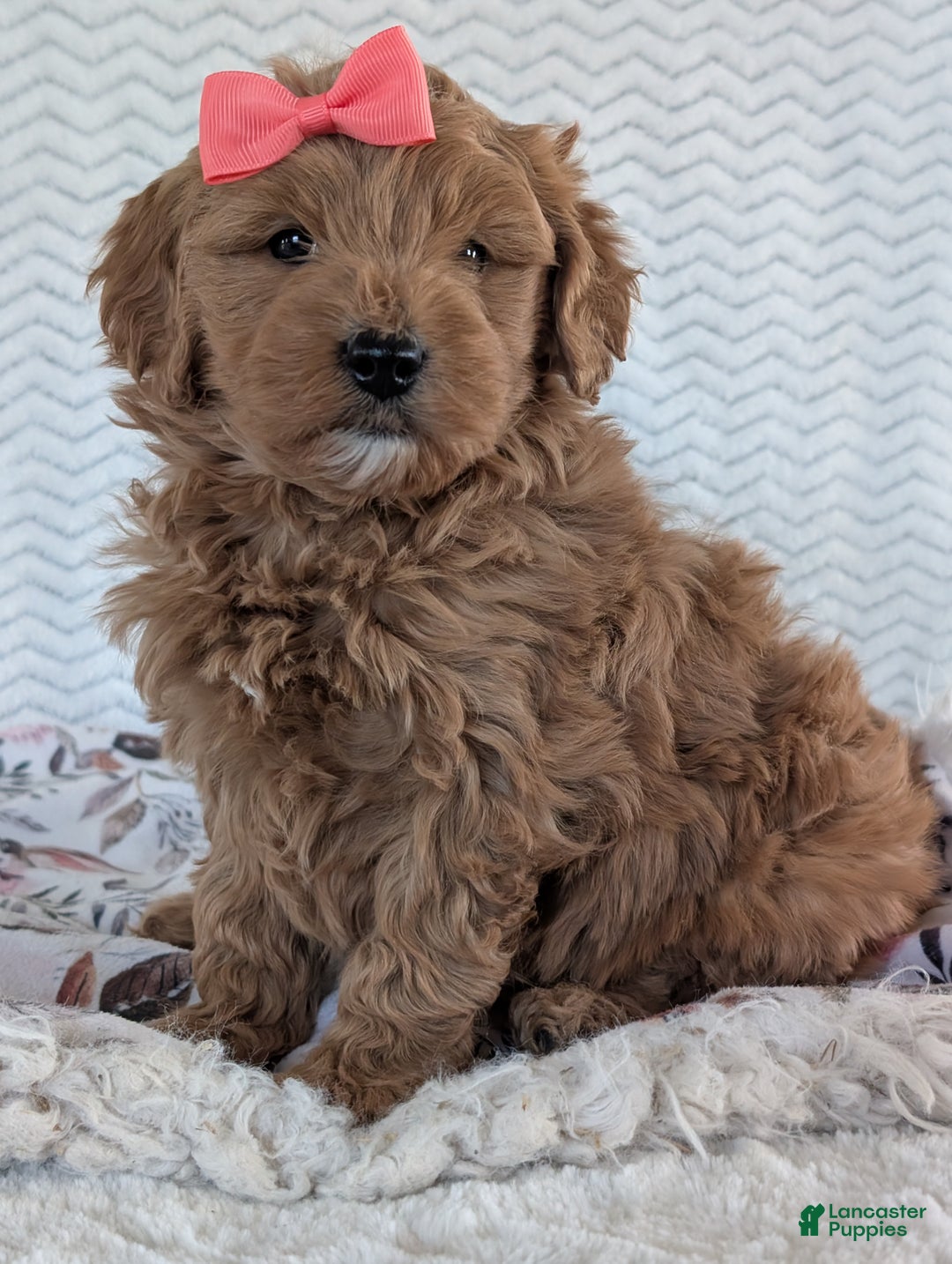 Goldendoodle dogs for sale: Bella - Ad 5
