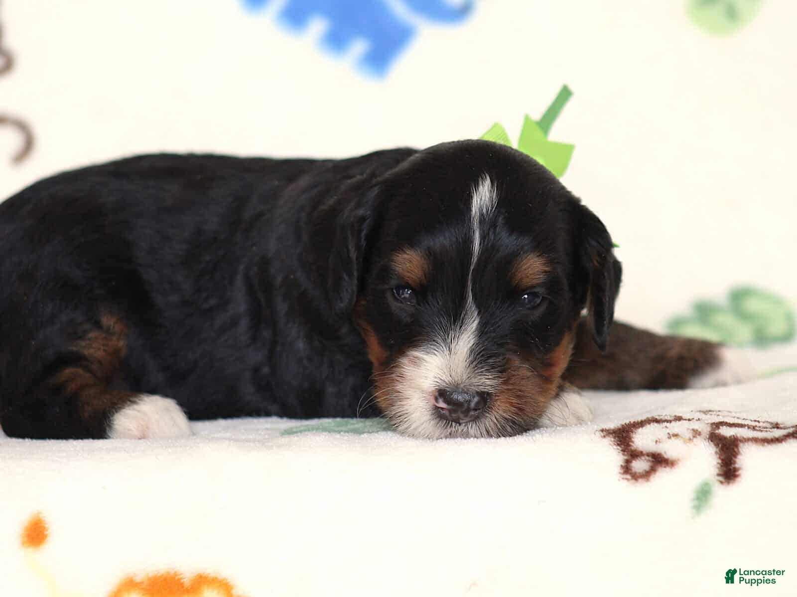 Mini Bernedoodle dogs Alson - Ad 2