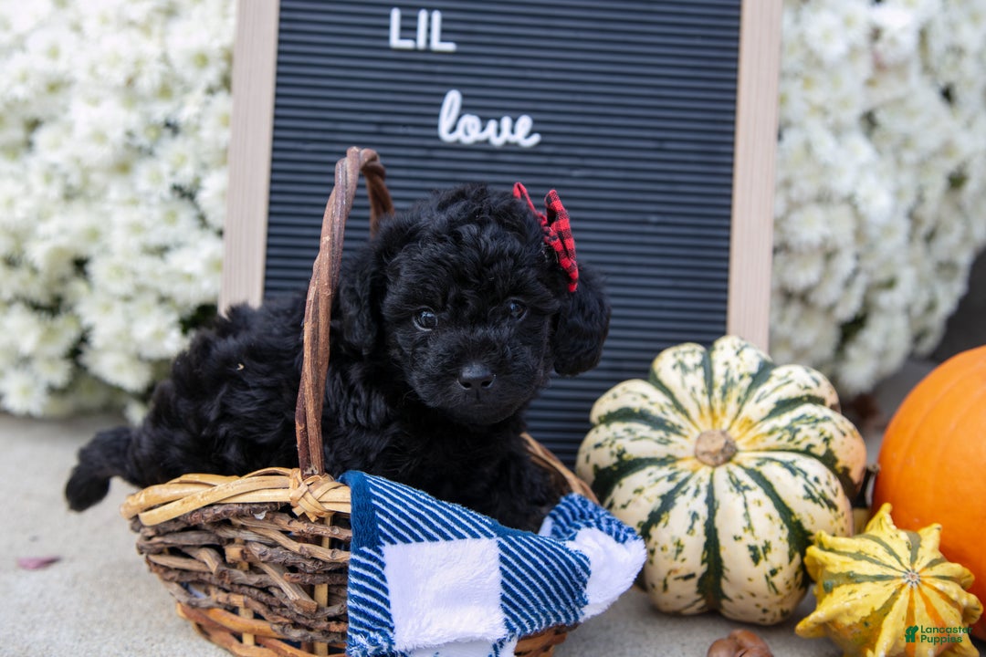 Mixed Breed dogs for sale: Ava - Ad 3