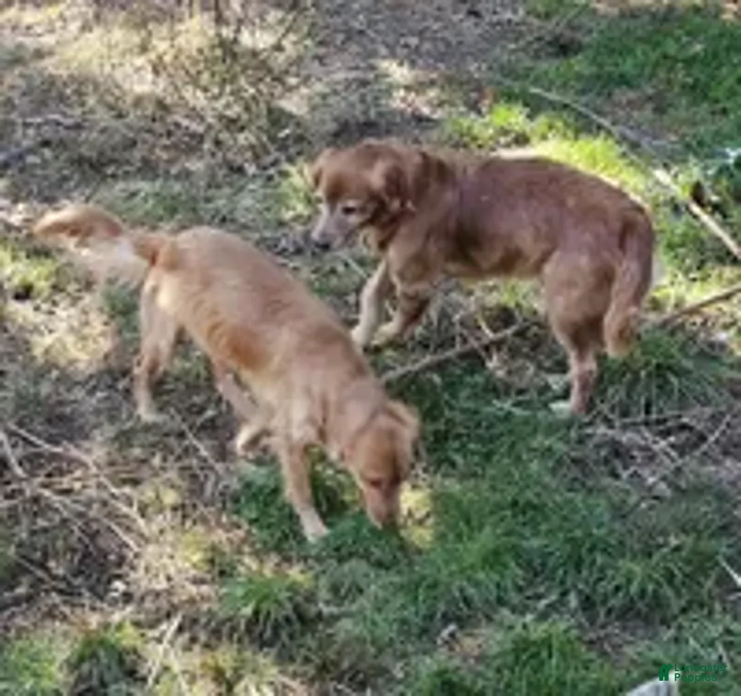 Golden Retriever dogs for sale: Brutus ( 1 yr old) - Ad 6