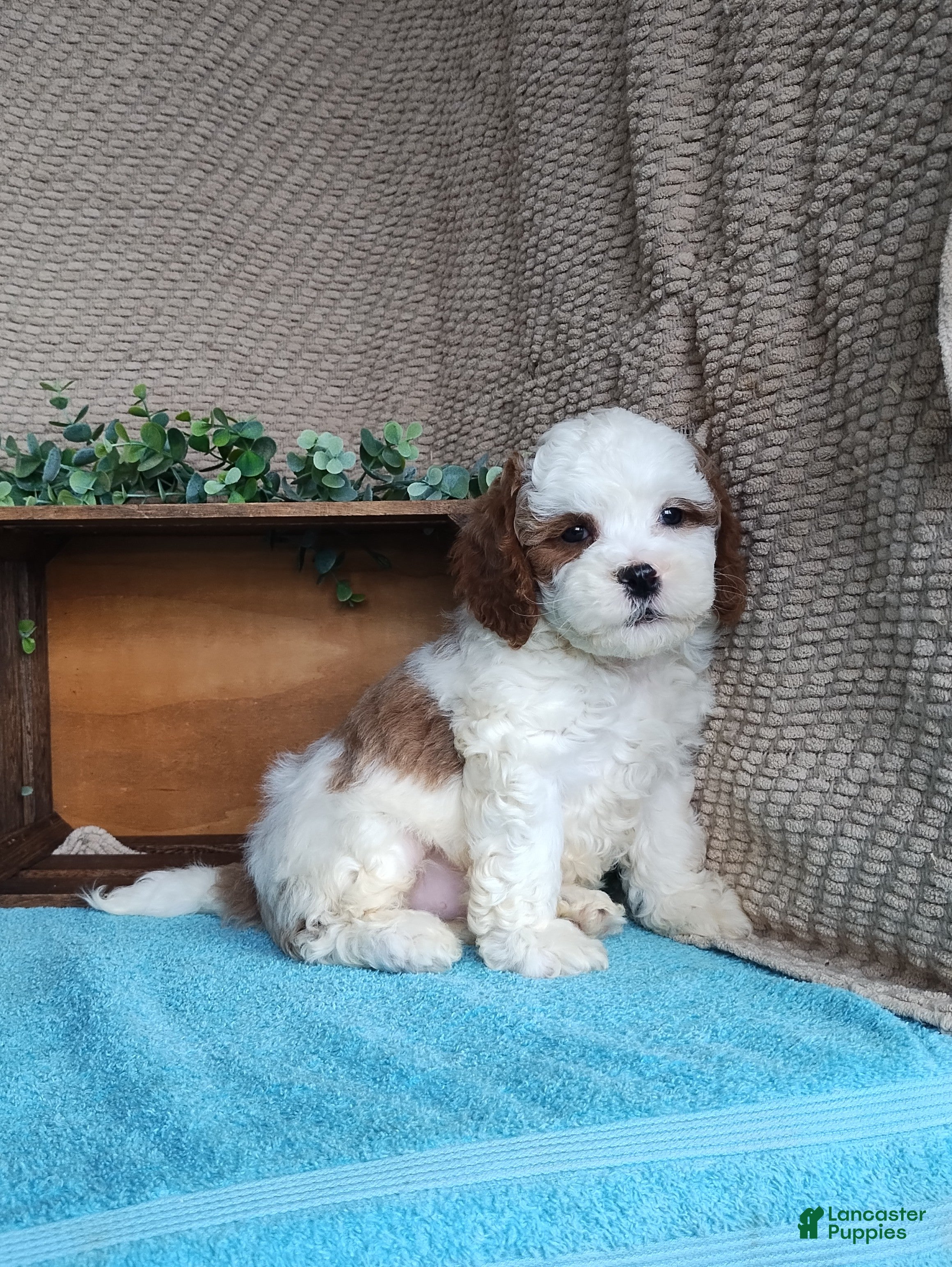 Cavapoo dogs Scott  - Ad 8