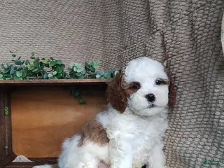 Cavapoo dogs Scott - Ad 32