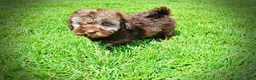 Havapoo dogs for sale: Frisco - Ad 18