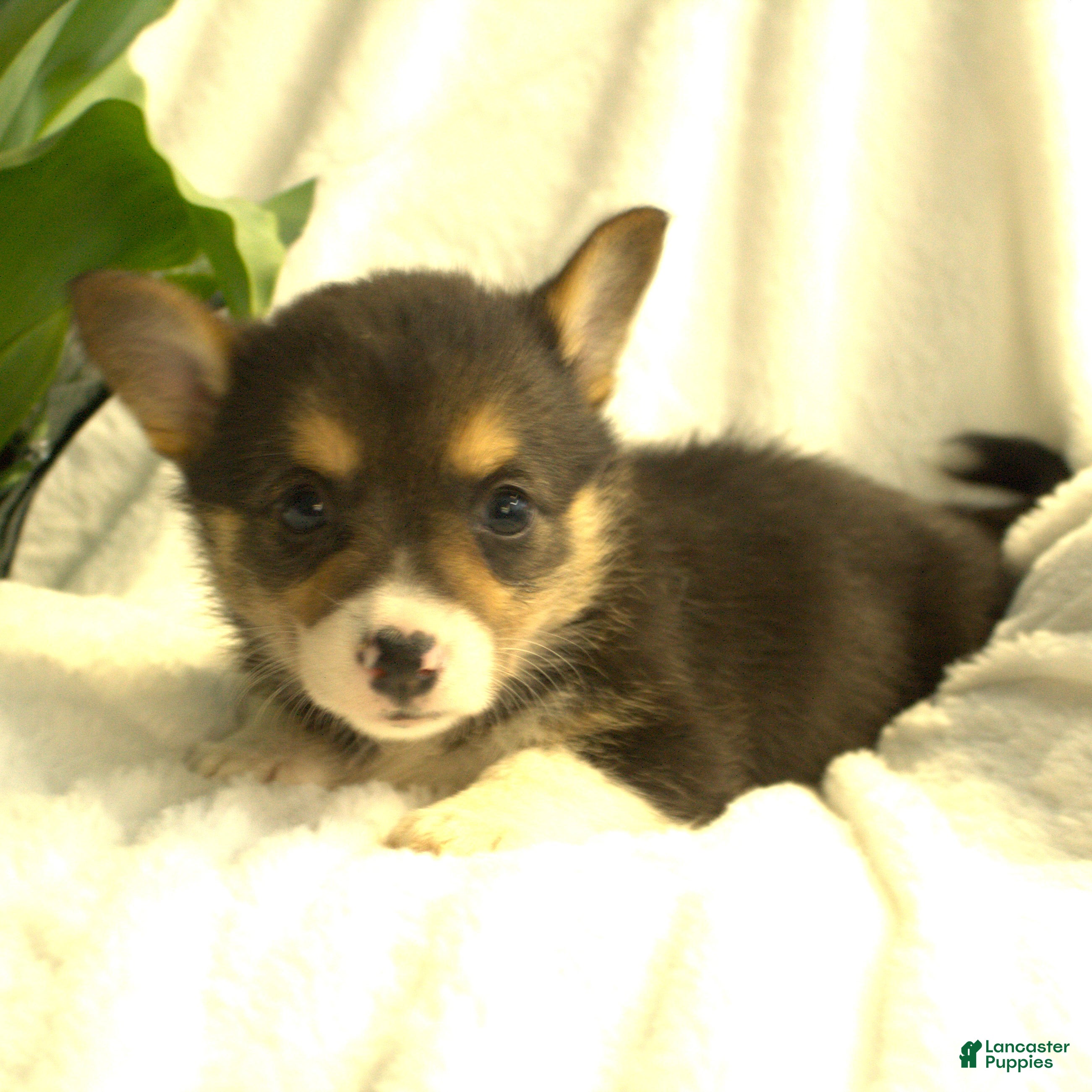 Welsh Corgi Pembroke dogs Dixie - Ad 2