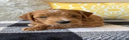 Mini Goldendoodle dogs for sale: Mini Goldendoodle “Benji” - Ad 7