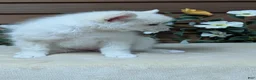 Pomsky dogs for sale: Poppy - Ad 11