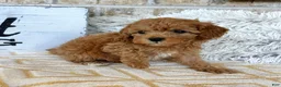 Cavapoo dogs for sale: Reid - Ad 4