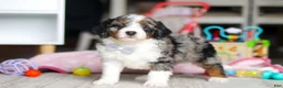 Mini Bernedoodle dogs for sale: Marshall - Ad 5