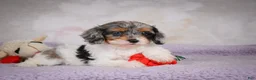 Cavapoo dogs for sale: Molly - Ad 6