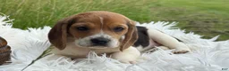 Beagle dogs for sale: Addie - Ad 7