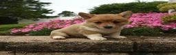 Welsh Corgi Pembroke dogs for sale: Timber - Ad 2