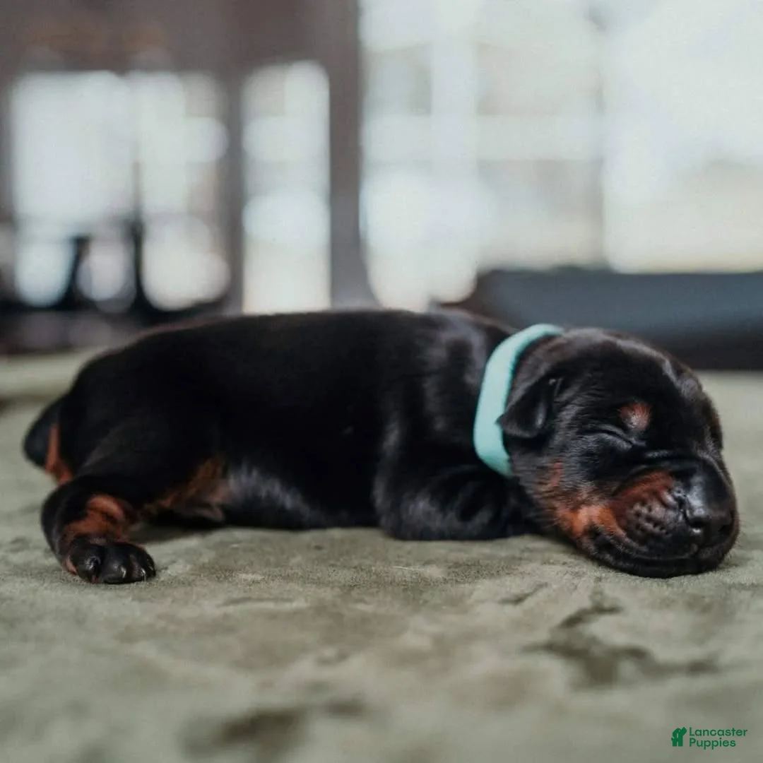 Doberman Pinscher dogs for sale: Obsidian Wildfire’s Brimstone - Ad 2