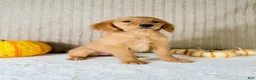 Golden Retriever dogs for sale: Dalila - Ad 4