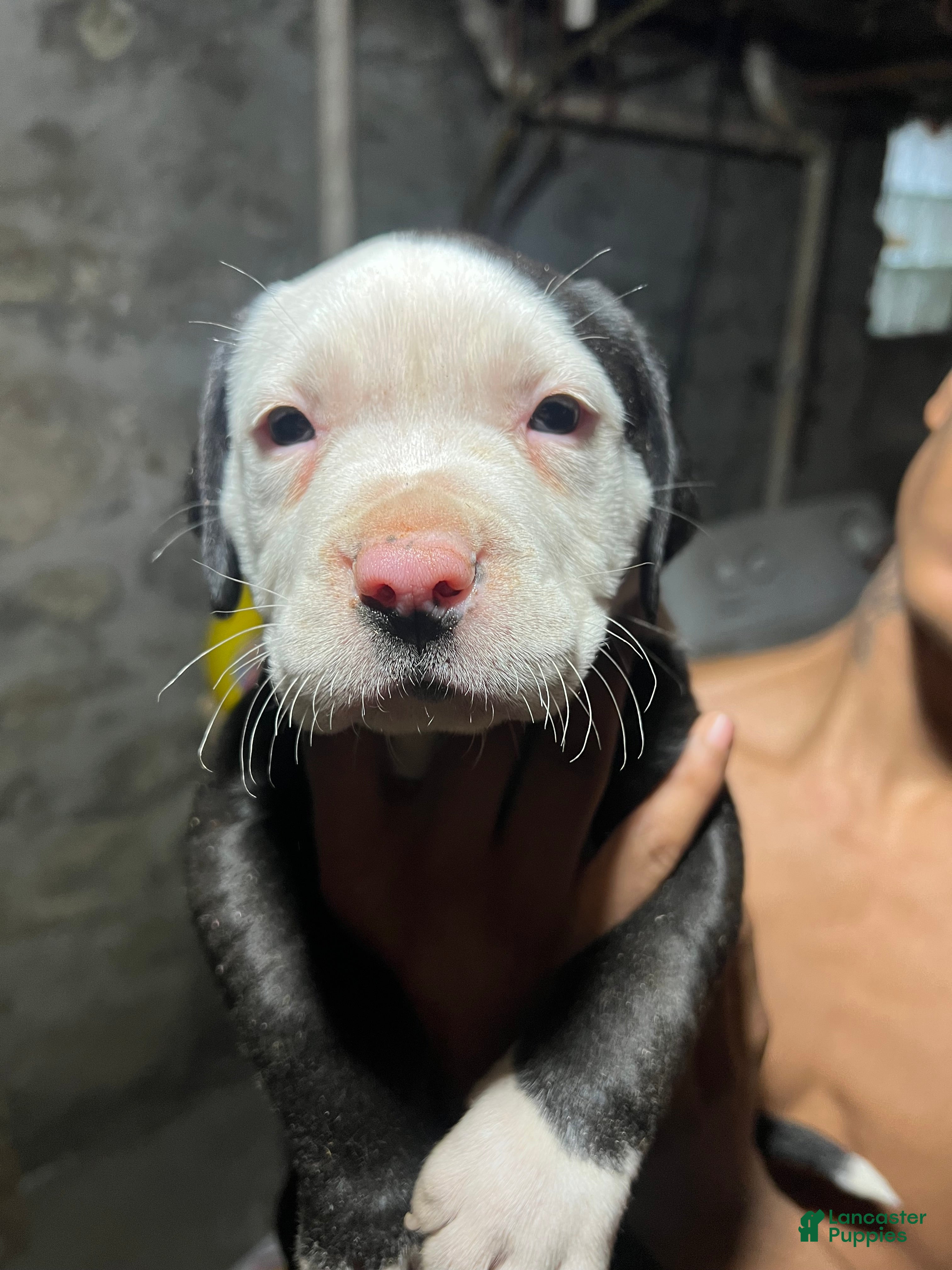 American Pit Bull Terrier dogs Chubbs - Ad 32