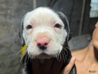 American Pit Bull Terrier dogs Chubbs - Ad 32