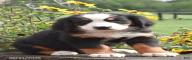 Morgan
