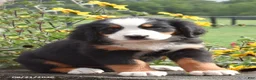 Bernese Mountain Dog dogs for sale: Morgan - Ad 1