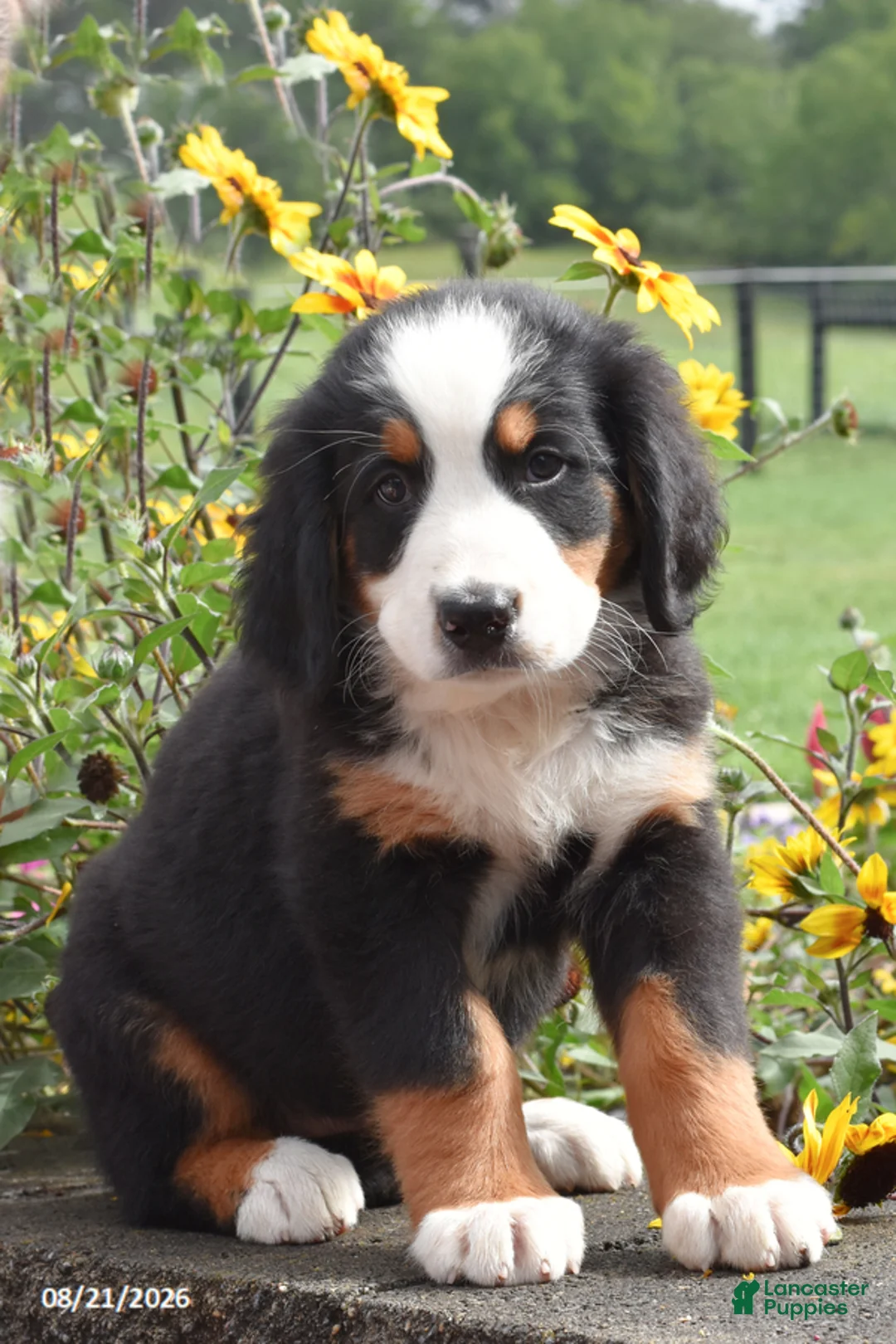 Bernese Mountain Dog dogs for sale: Morgan - Ad 1
