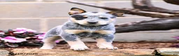 Australian Cattle Dog dogs for sale: Ashley - Ad 1